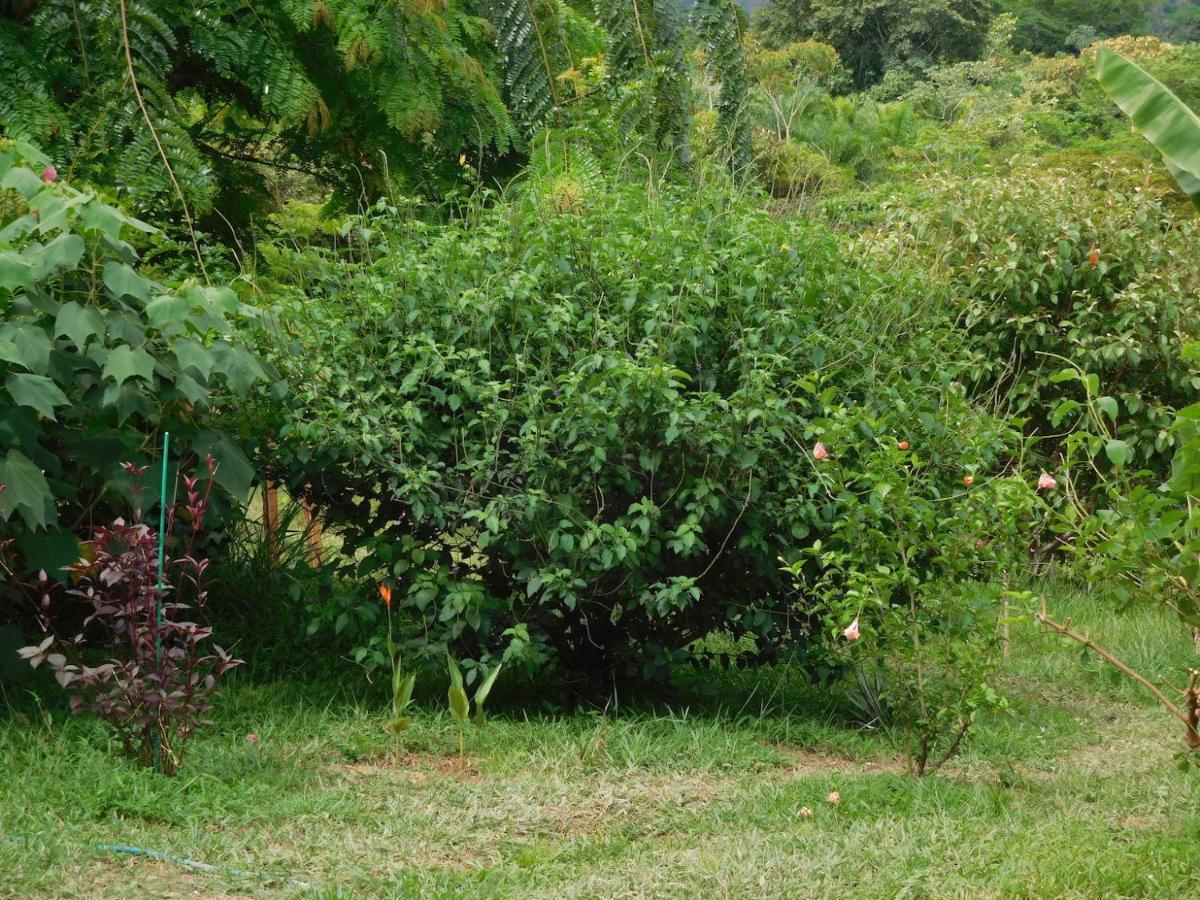 Hostal Casa Las Lajas Екстер'єр фото